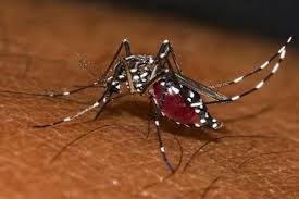 ¡Buenas noticias! Chikungunya cede terreno en Mayotte: ¿Fin de la epidemia?