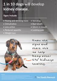 Did You Know 1 In 10 Dogs Will Develop Kidneydisease Pethealthnetwork Sdma Pet Health Canine Health Bad Dog Breath