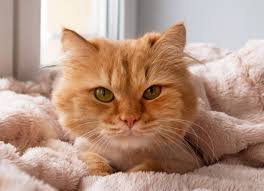 Do female calico cats live longer. Intestinal Cancer Adenocarcinoma In Cats Petmd