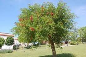 goji pianta - Bacche di Goji