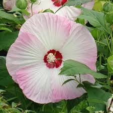 Image result for Hibiscus dongolensis