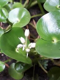 Image result for Heteranthera