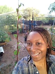Malabar spinach growth and harvest tips
