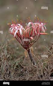 Image result for Crinum buphanoides