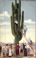 Hitta perfekta beavertail cactus bilder och redaktionellt nyhetsbildmaterial hos getty images. Cactus Desert Plants Vintage Postcards Images
