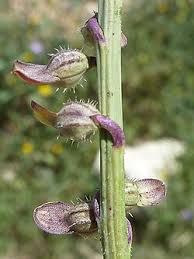 Image result for Carrichtera annua