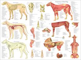 Maybe, you happen to be not very crafty and. Dog Anatomy Chart The Y Guide