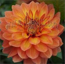 Pin On Flower Research