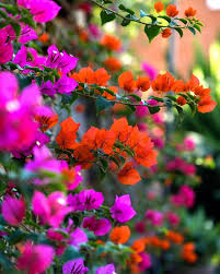 Image result for Aedesia glabra