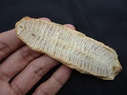 Do'a penglaris dagang para pedagang tentu sangat menginginkan dagangannya laku serta mantra penglaris dagang kejawen dalam video ini insya allah bisa menjadi doa penglaris. Pelarisan Surat Yasin Kediri