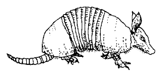 Citing for websites is different from citing from books, magazines and periodicals. Tpwd Kids Texas Symbols Small Mammal