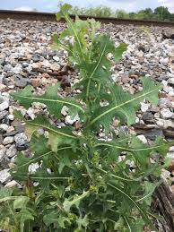 Image result for Lactuca ugandensis