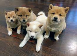 So would also say we are a northern california shiba inu and siberian. Shiba Inu Paradise Home
