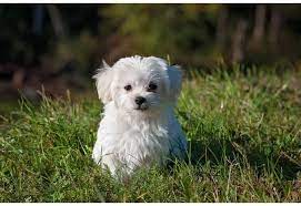 We are going to help you to pick the perfect name for your new puppy, with themed lists packed with as you scroll down now through our list of names, when you see one you like try to think why it appeals. 160 Cute Unique Girl Dog Names Starting With K Female Dog Names