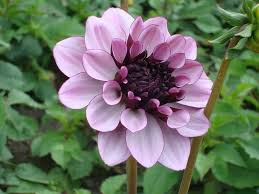Dahlias prefer drained soil but need to be watered regularly. Facebook