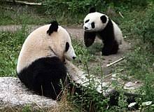 This panda gift is adorable, comfortable, and a convertible blanket and sweatshirt. Grosser Panda Wikipedia