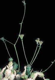 Image result for Euphorbia pseudopetiolata