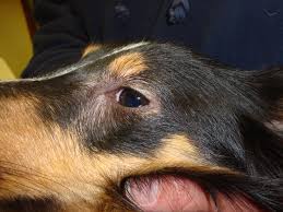 Well it depends in dogs,they could be sick or if its girls especially its probably them feeling nausy or pregnant my dog was pregnant and she loss hair and causing her to vomit.somtimes by allergies too,and by food what type. Why Is Dog Losing Hair Around The Eyes