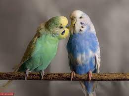 صور العصافير اجمل خلفيات عصافير الكناريا animals parrot cute