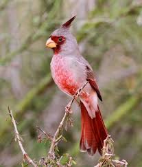 Birds Of West Texas Photos Pin On Birds