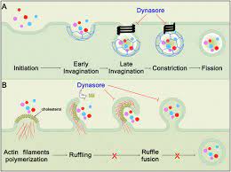 Found throughout the cell, with the exception of the cell surface. The Stages Of Clathrin Coated Vesicle Formation A Inititation And Download Scientific Diagram