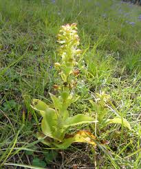 Image result for Satyrium macrophyllum