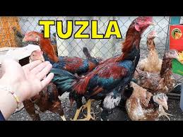 Tuzla Tavuk Pazari 1 Bolum Tuzla Kus Pazari Tuzla Hayvan Pazari Tuzla Guvercin Pazari Adres Aciklam Youtube