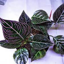 13 Aglonima Ideas House Plants Plants Tropical Plants Available aglaonema in stock : 13 aglonima ideas house plants