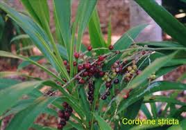 Image result for Cordyline stricta