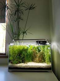 They have received little attention and no supplemetal water for the past year after she had at heart attack. First Attempt At A Walstad Tank 15 Gallon Plantedtank