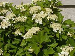 The compact american cranberry viburnum is a great shrub that could fit well in different areas of your landscape. Alfredo Compact American Cranberry Miller Nursery