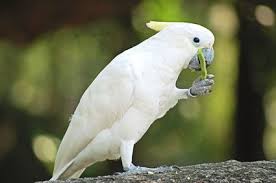 Bird Doesn T Care About Being Eaten What An Umbrella Cockatoo Can And Can T Eat Pet Lizards Pet Birds Pets