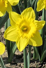 King Alfred Daffodil Narcissus King Alfred In Greensboro High Point Winston Salem Summerfield North Carolina Nc At New Garden Landscaping Nursery