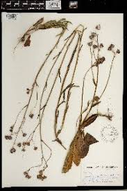 Image result for Senecio gramineticola