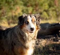 Maybe you would like to learn more about one of these? Australian Shepherd Breeders Arizona