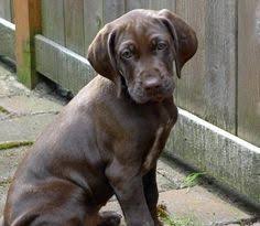 German Shorthaired Lab Puppy Pictures Pointer Puppies Puppy Facts German Shorthaired Pointer