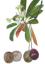 Image result for Croton megalocarpus