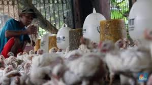 Dalam beternak ayam banyak peternak ayam maupun penghobi ayam memilih memelihara ayam limbah industri kayu ini bisa kita manfaatkan untuk alas kandang ayam petelur maupun pedaging. Sedih Ri Terancam Impor Ayam Ternyata Ini Biang Keroknya