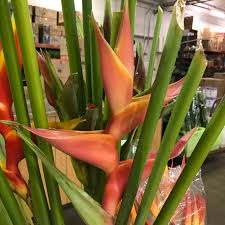 Must, have a state sales tax license. Production Selection M M Cut Flora Wholesale Florist In Denver Co