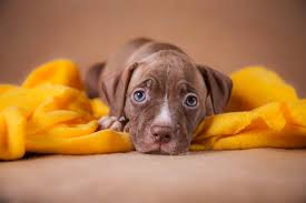 Some of the best wet dog foods for pitbulls are as follows: Top 5 Best Dog Foods For Your Pitbull 2021 Buyer S Guide