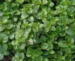 Image result for Satureja