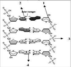 Damp atau deoksiadenosin monofosfat (ikatan antara basa adenin. Gambar Berikut Menunjukkan Segmen Dari Molekul Dna Gugus Gula Ribosa Fosfat Dan Basa Nitrogen Brainly Co Id