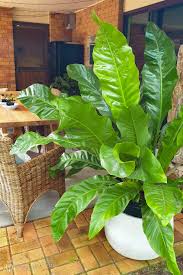 An Ultimate Guide To Flamingo Flowers (Anthuriums)