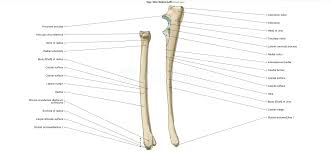 The humerus is the single bone of the upper arm, and the ulna (medially) and the radius (laterally) are the paired bones of the forearm. Canine Osteology Illustrations