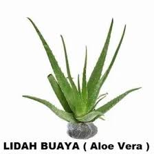 Lidah buaya ( aloe vera l) adalah tanaman yang banyak tumbuh pada iklim tropis ataupun subtropis dan sudah digunakan sejak lama karena fungsi pengobatannya. Jual Produk Tanaman Lidah Buaya Aloevera Termurah Dan Terlengkap Januari 2021 Bukalapak