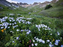 We did not find results for: The Color Of Summer Wildflowers On Public Lands U S Department Of The Interior