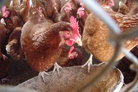 Like and favorite the game for codes and updates! The Chicken Game With Love From Ktm