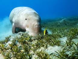 Seagrasses And Seagrass Beds Dugong Sea Grass Marine Mammals