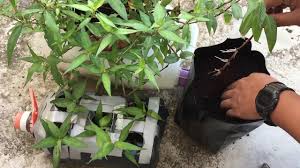 Belajar cara buat baja belacan atau terasi untuk pokok cili/ros agar subur dan hasil lebat. Cara Buat Baja Roti Mol Roti Untuk Suburkan Tanaman Youtube
