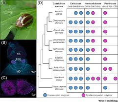 Image result for Buchnera attenuata